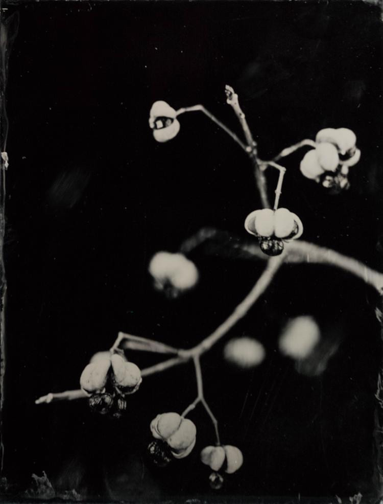 Steffen_Diemer_Pfaffenhütchen_Persiehl&Heine