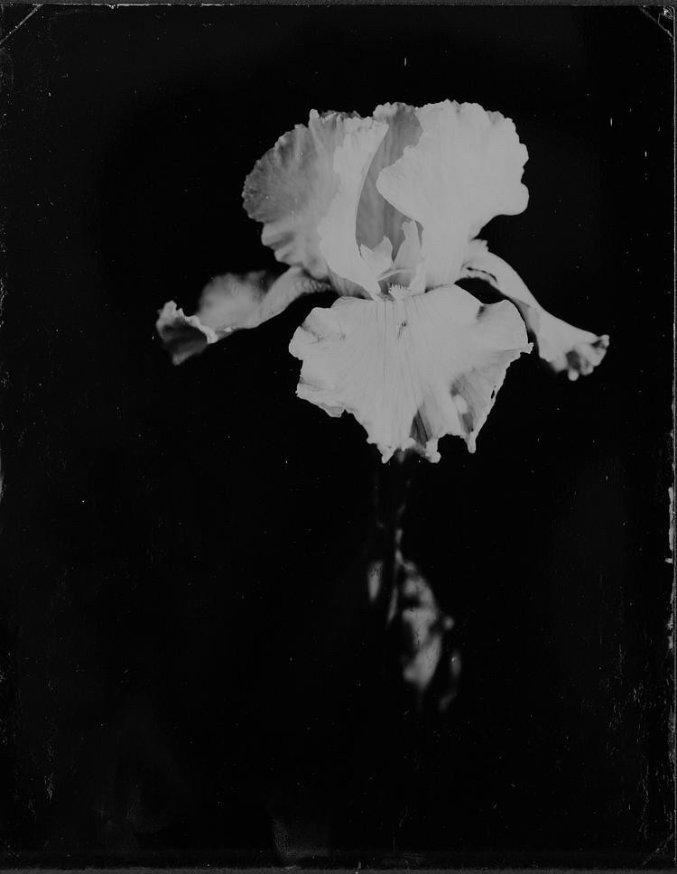 Steffen_Diemer_Wasserlilie_Persiehl&Heine