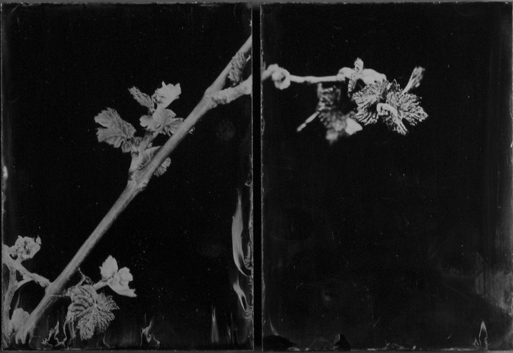 Steffen_Diemer_Wein_P&H