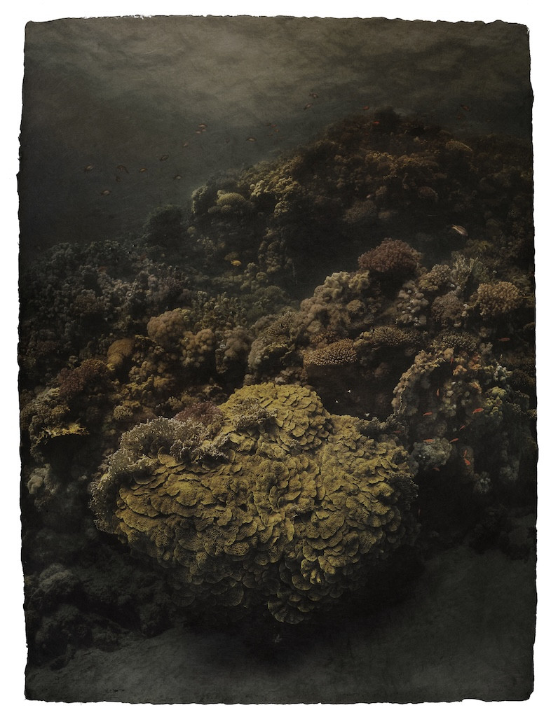 Gregor_Törzs_Lettucecoral_Persiehl&Heine