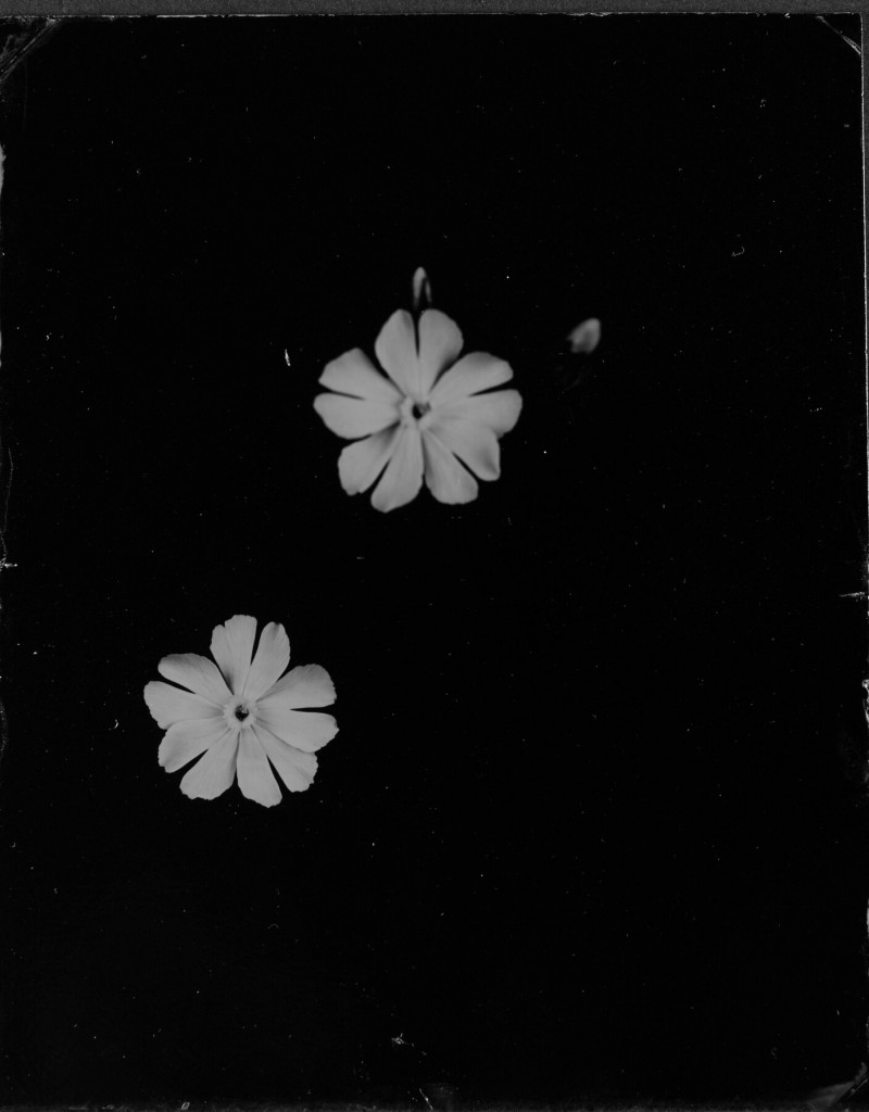 Commeter_Blueten-0131