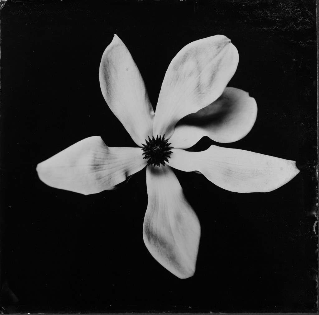 Commeter_Magnolie-0124
