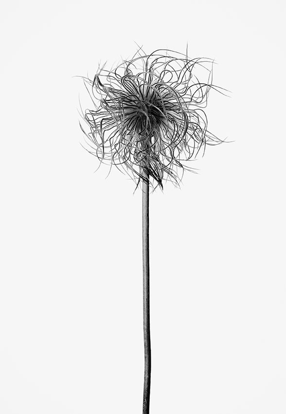 Commeter_PMathis-(Pulsatilla-alpina)-2022-80x140cm-Pigmentdruck