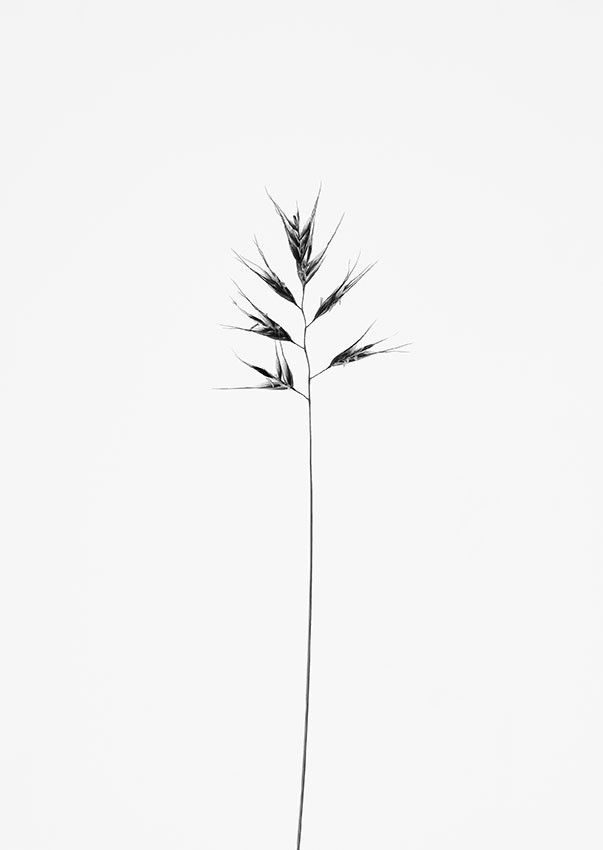 Commeter_PMathis-(Helictotrichon_versicolor)-2023-22x32cm-Pigmentdruck-01