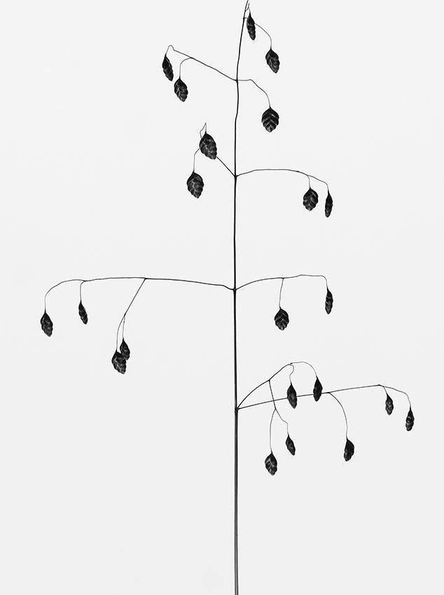 Commeter_PMathis-(Briza_media)-2023-22x32cm-Pigmentprint-01