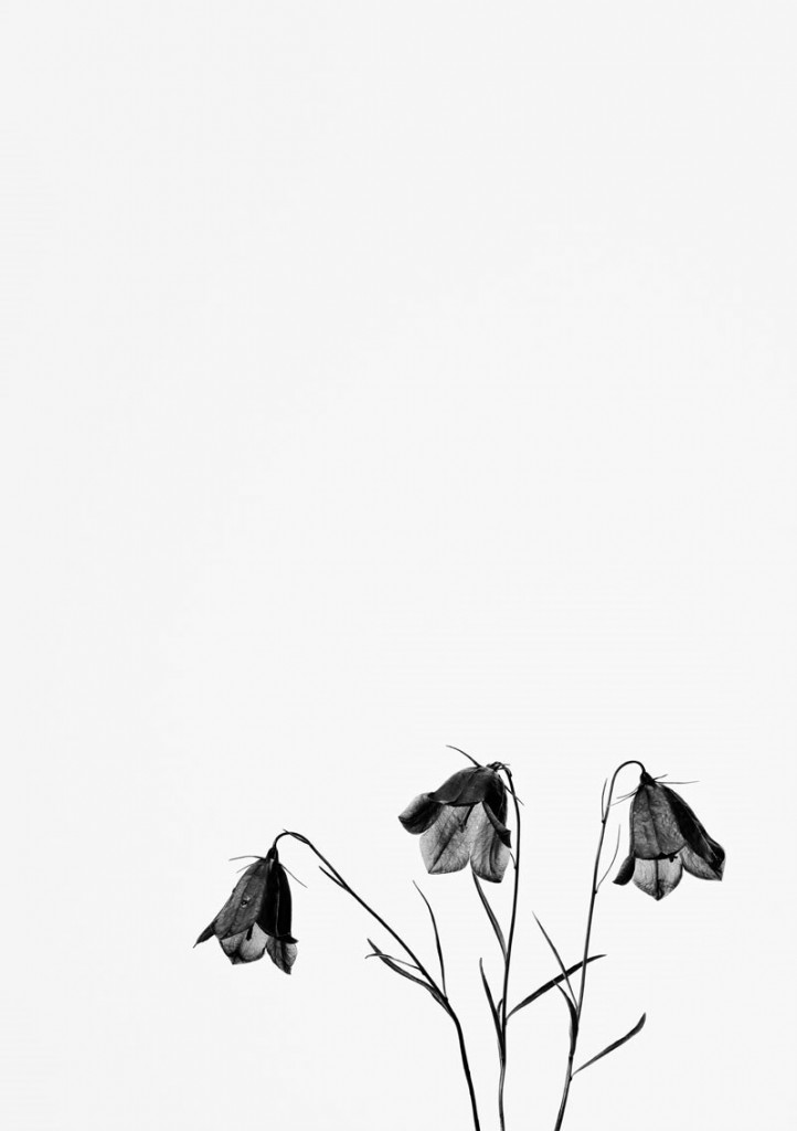 Commeter_Glockenblume-01 Commeter_Glockenblume-01