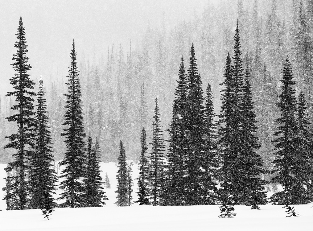 Skeena_2_PMF19