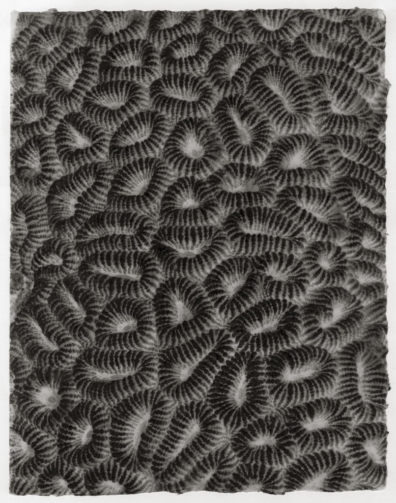 hard coral