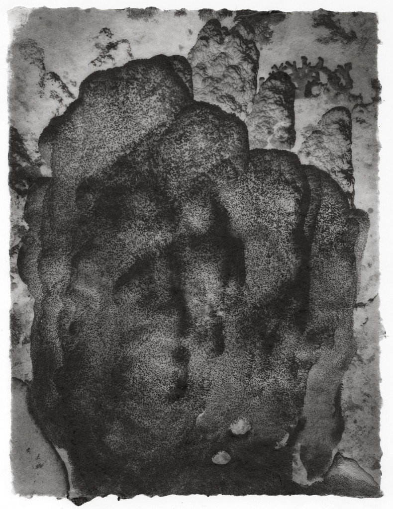 hard coral no.11