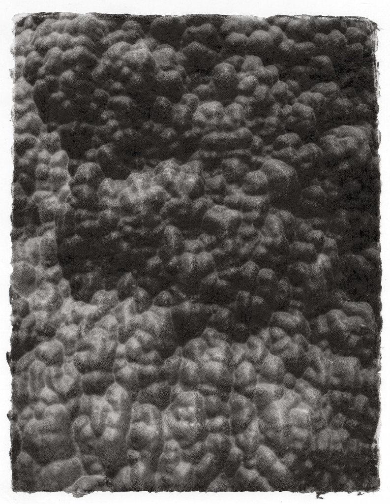 hard coral no.2