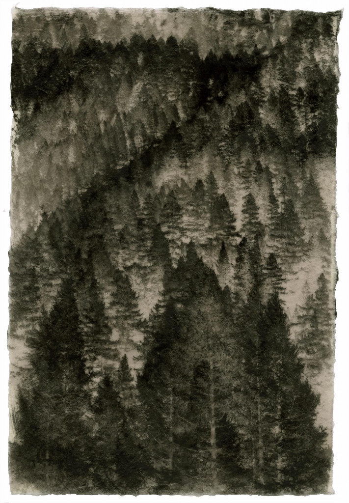 Larix alpine_Commeter_GT_F_556.001