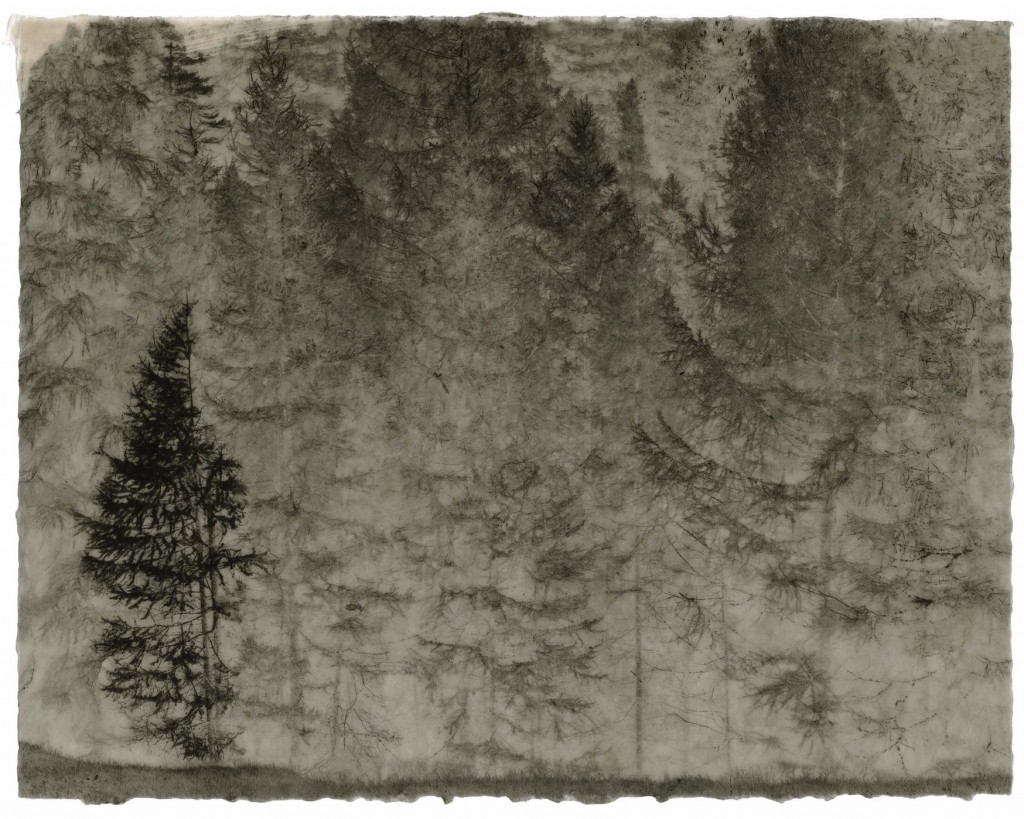 Larix alpine no. 2_Commeter_GT_F_577.001