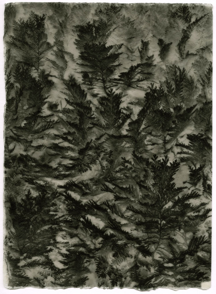 Thuja_Commeter_Unknown-2-2