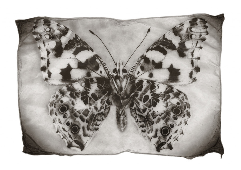 gregor-toerzs-schmetterling-klein