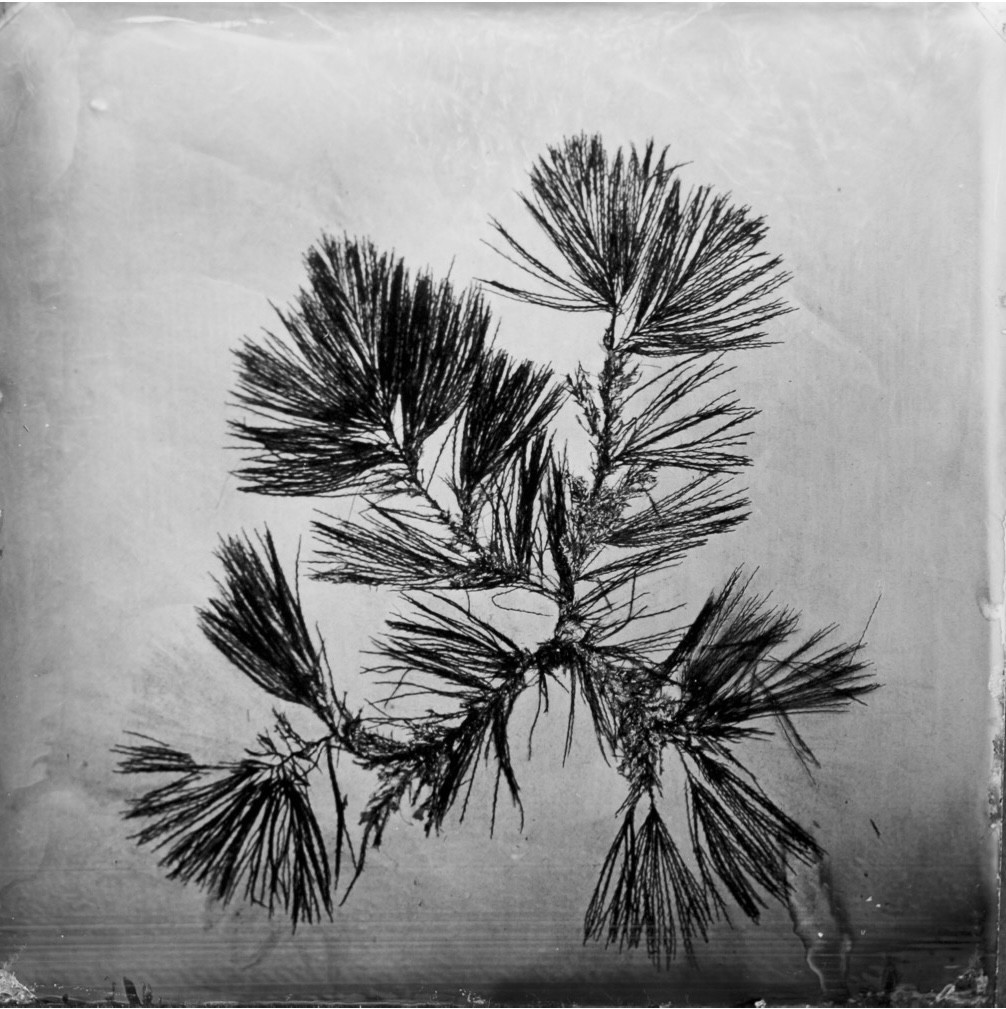 P&H_SD_Sphacelaria_Scoparia_Hiemalis_-_Belle_Ile_April_1867_No_14-01