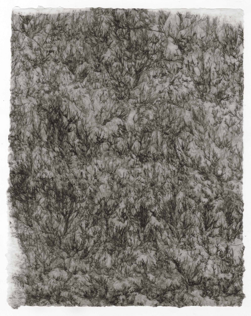 Pine scape_Commeter_Test Pine scape_Commeter_Test