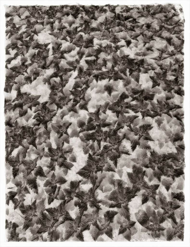 Gregor_Torzs_Brennnessel Gregor_Torzs_Brennnessel