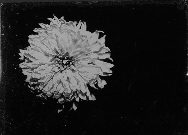 Steffen_Diemer_Chrysantheme_Commeter Steffen_Diemer_Chrysantheme_Commeter