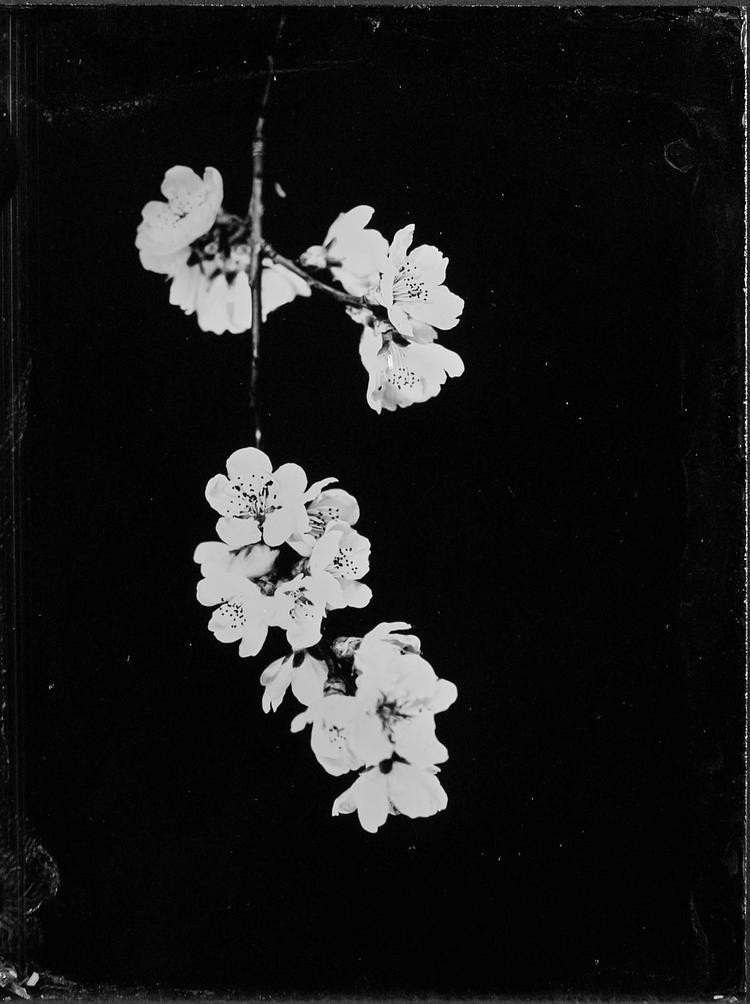 Steffen_Diemer__Blueten_Persiehl&Heine Steffen_Diemer__Blueten_Persiehl&Heine