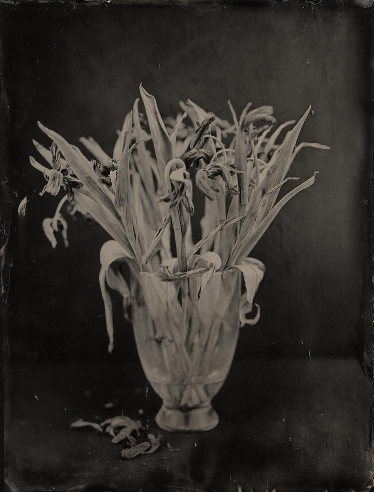 Steffen_Diemer__Tulpen_Persiehl&Heine Steffen_Diemer__Tulpen_Persiehl&Heine